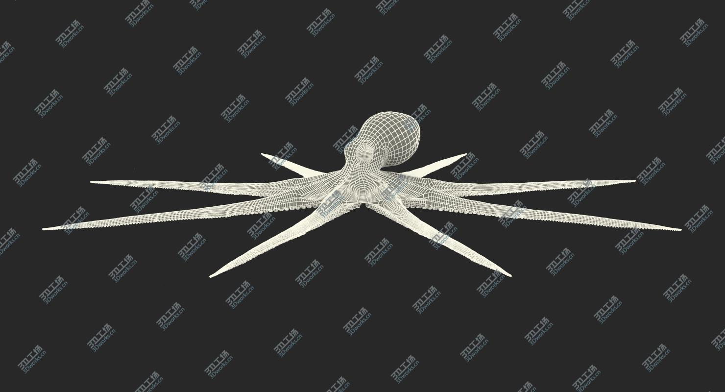 images/goods_img/20210313/Octopus Vulgaris Rigged for Maya 3D model/3.jpg